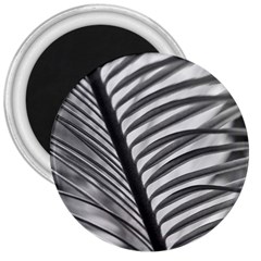 Cycas Leaf The Shadows 3  Magnets by DimitriosArt