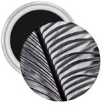 Cycas Leaf The Shadows 3  Magnets Front