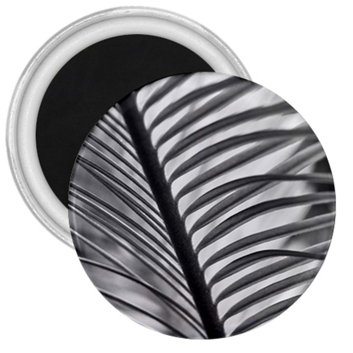 Cycas Leaf The Shadows 3  Magnets