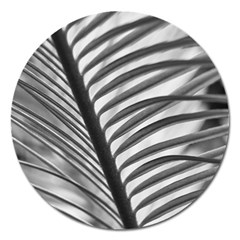 Cycas Leaf The Shadows Magnet 5  (round) by DimitriosArt