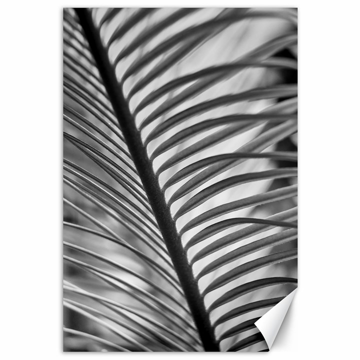 Cycas Leaf The Shadows Canvas 12  x 18 