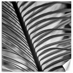 Cycas Leaf The Shadows Canvas 16  X 16  by DimitriosArt