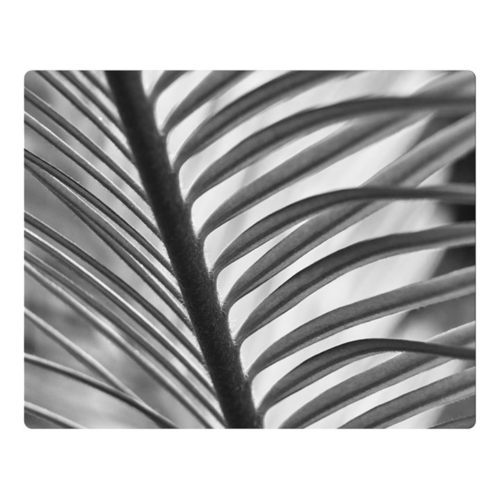 Cycas Leaf The Shadows Double Sided Flano Blanket (Large) 