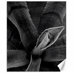 The Agave Heart Canvas 8  X 10 