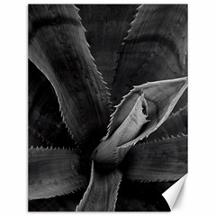 The Agave Heart Canvas 12  X 16  by DimitriosArt