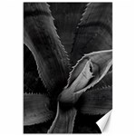 The Agave Heart Canvas 20  x 30  19.62 x28.9  Canvas - 1