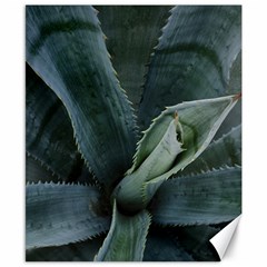 The Agave Heart Under The Light Canvas 8  X 10  by DimitriosArt