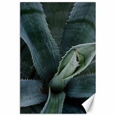 The Agave Heart Under The Light Canvas 20  X 30  by DimitriosArt