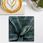 The Agave Heart Under The Light UV Print Square Tile Coaster  Front