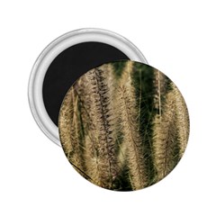 Fountain Grass Under The Sun 2 25  Magnets by DimitriosArt