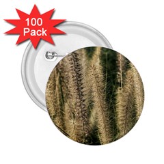 Fountain Grass Under The Sun 2 25  Buttons (100 Pack)  by DimitriosArt