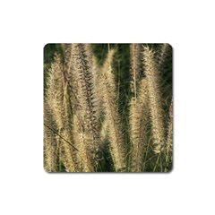 Fountain Grass Under The Sun Square Magnet by DimitriosArt