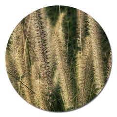 Fountain Grass Under The Sun Magnet 5  (round) by DimitriosArt