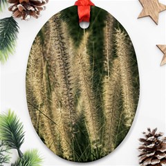 Fountain Grass Under The Sun Oval Ornament (two Sides)