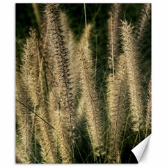 Fountain Grass Under The Sun Canvas 20  X 24 