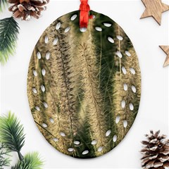 Fountain Grass Under The Sun Ornament (oval Filigree) by DimitriosArt