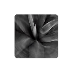 Black Agave Heart In Motion Square Magnet by DimitriosArt