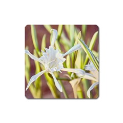 Stars On The Sand Square Magnet by DimitriosArt