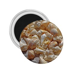 Sea-shells Bg 2 25  Magnets by SomethingForEveryone