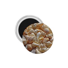 Sea-shells Bg 1 75  Magnets by SomethingForEveryone