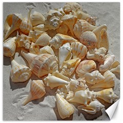 Sea-shells Bg Canvas 12  X 12  by SomethingForEveryone