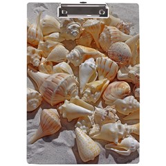 Sea-shells Bg A4 Clipboard by SomethingForEveryone