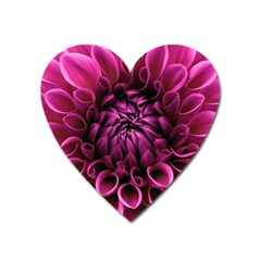 Dahlia-flower-purple-dahlia-petals Heart Magnet by Sapixe