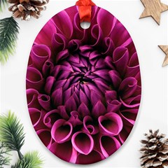 Dahlia-flower-purple-dahlia-petals Oval Ornament (two Sides) by Sapixe