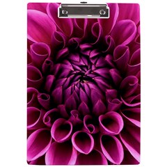 Dahlia-flower-purple-dahlia-petals A4 Clipboard