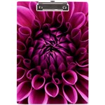 Dahlia-flower-purple-dahlia-petals A4 Clipboard Front