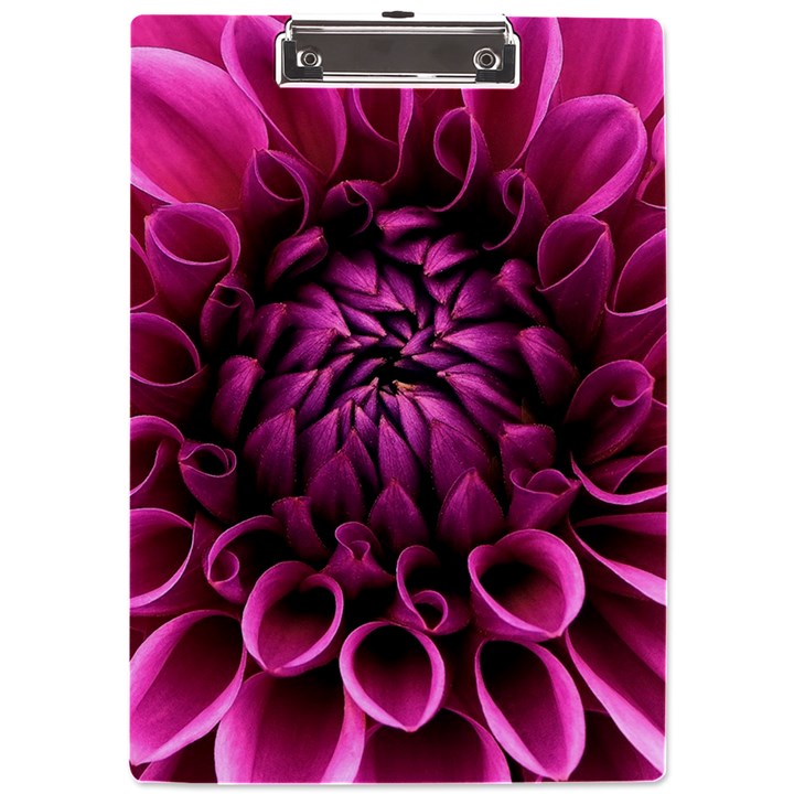 Dahlia-flower-purple-dahlia-petals A4 Clipboard