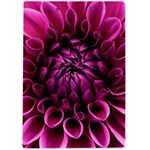 Dahlia-flower-purple-dahlia-petals A4 Clipboard Back