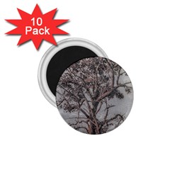 Big Tree Photo Illustration 1 75  Magnets (10 Pack)  by dflcprintsclothing