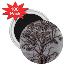 Big Tree Photo Illustration 2 25  Magnets (100 Pack)  by dflcprintsclothing