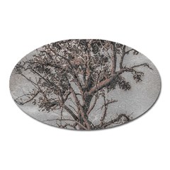 Big Tree Photo Illustration Oval Magnet by dflcprintsclothing