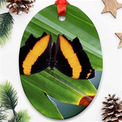 Butterfly  Ornament (oval) by DimitriosArt