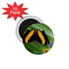 Butterfly  1 75  Magnets (10 Pack)  by DimitriosArt