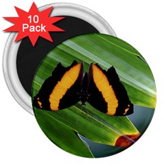 Butterfly  3  Magnets (10 Pack)  by DimitriosArt