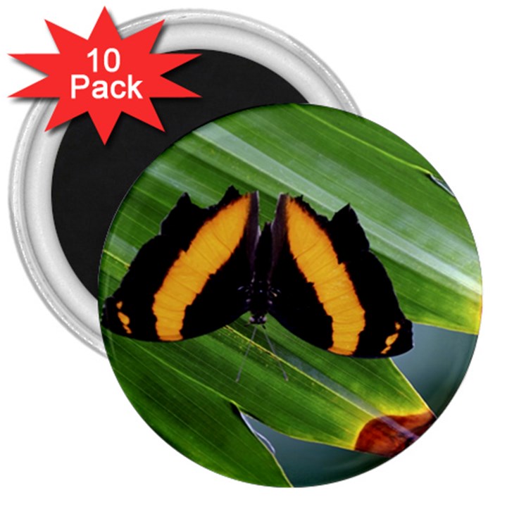 Butterfly  3  Magnets (10 pack) 