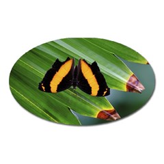 Butterfly  Oval Magnet by DimitriosArt