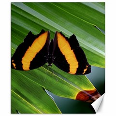 Butterfly  Canvas 8  X 10  by DimitriosArt