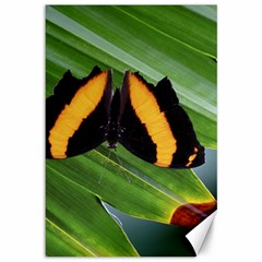 Butterfly  Canvas 12  X 18  by DimitriosArt