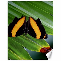 Butterfly  Canvas 18  X 24  by DimitriosArt