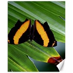 Butterfly  Canvas 11  x 14  10.95 x13.48  Canvas - 1