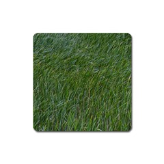 Green Carpet Square Magnet by DimitriosArt