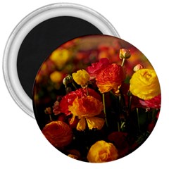 Vered-caspi-orlqbmy1om8-unsplash 3  Magnets