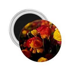 Vered-caspi-orlqbmy1om8-unsplash 2 25  Magnets by jellybeansanddinosaurs