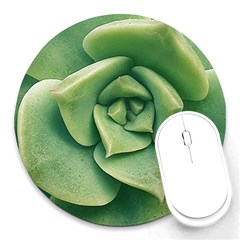 Echeveria Imbricata Closeup Photo Round Mousepads by dflcprintsclothing