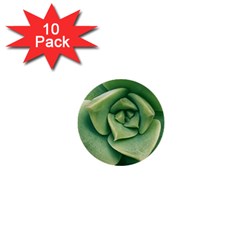 Echeveria Imbricata Closeup Photo 1  Mini Buttons (10 Pack)  by dflcprintsclothing