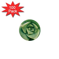 Echeveria Imbricata Closeup Photo 1  Mini Magnets (100 Pack)  by dflcprintsclothing